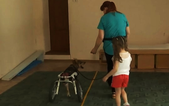 Научила улыбаться: история дружбы особенной девочки с особенной собакой (видео)